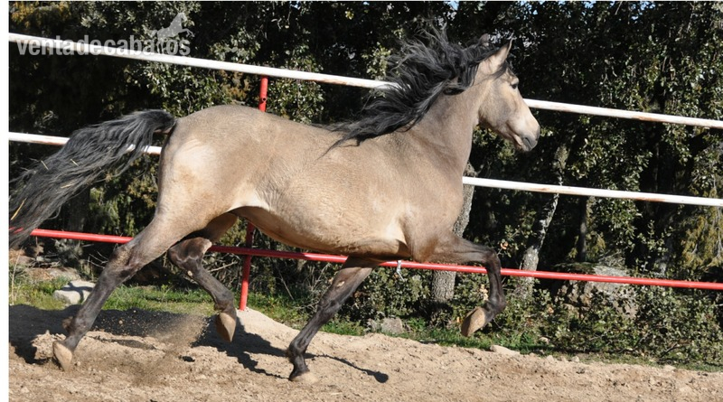 Caballo semental P.R.E. bayo,  excelentes movimientos y genealogía.  - Pura Raza Española