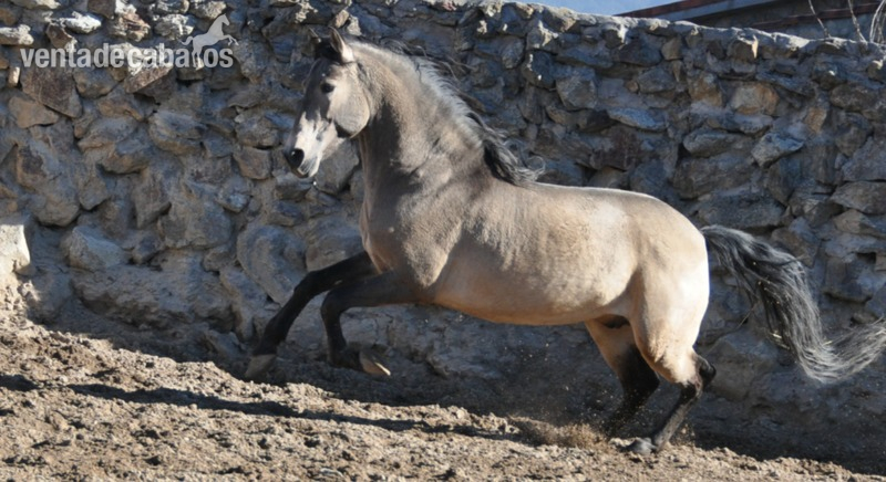 Caballo semental P.R.E. bayo,  excelentes movimientos y genealogía.  - Caballos Pura Raza Española (P.R.E.)