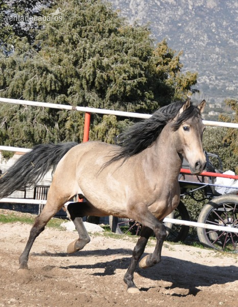 Caballo semental P.R.E. bayo,  excelentes movimientos y genealogía. 