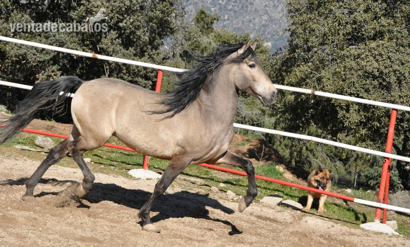  Caballo semental P.R.E. bayo,  excelentes movimientos y genealogía. 