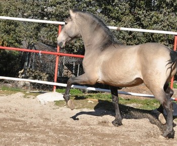 Caballo semental P.R.E. bayo,  excelentes movimientos y genealogía. 