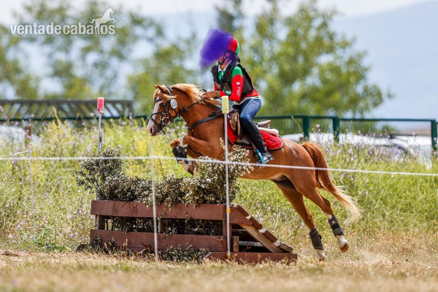 Poni B de Competición  y C  in 