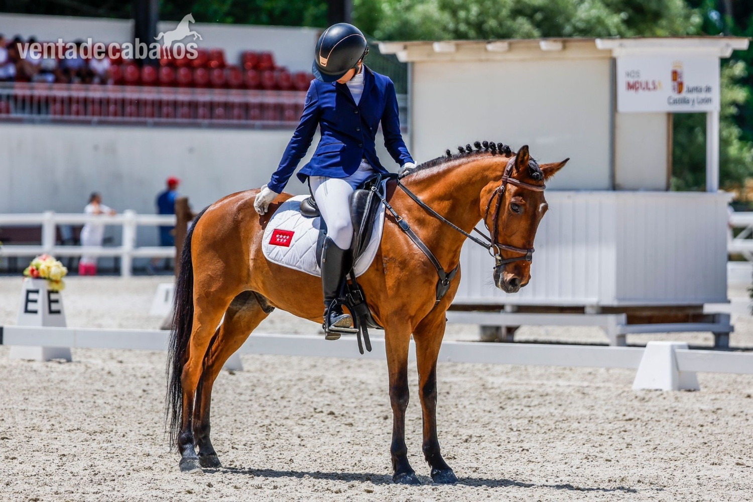 Ponis Pony Club EMPTY - Poni B de Competición  y C 