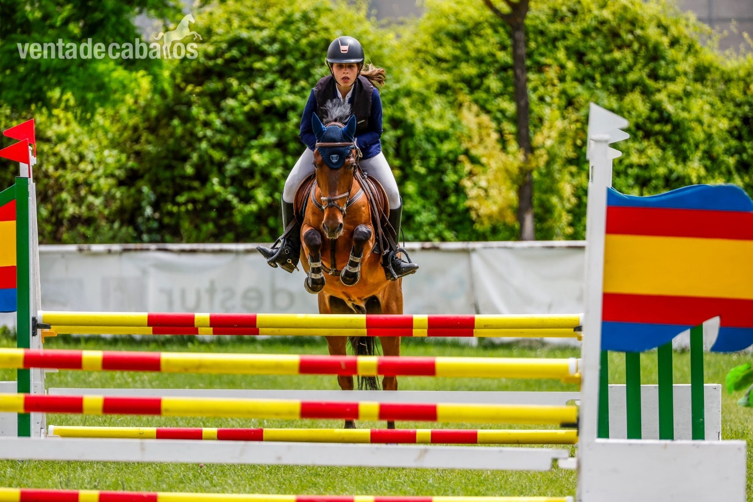 Poni B de Competición  y C  - Ponis Pony Club EMPTY