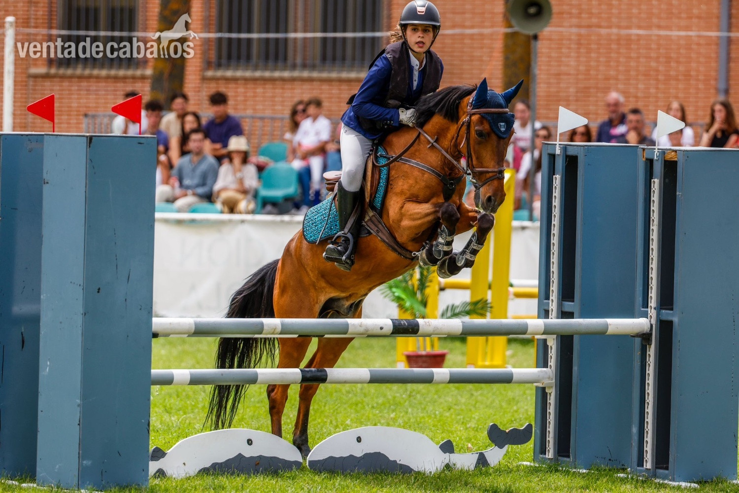 Poni B de Competición  y C  - Ponis Pony Club