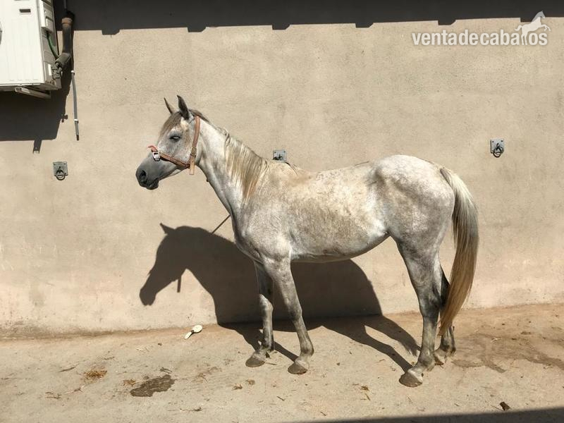 Caballos Árabes Pura raza árabe  - Yegua pura raza árabe 