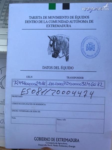 Yegua pura raza árabe  - Pura raza árabe 
