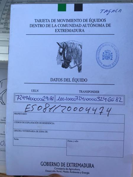 Yegua pura raza árabe  - Pura raza árabe 