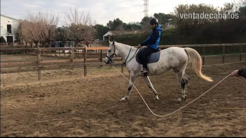 Yegua pura raza árabe  - Caballos Árabes