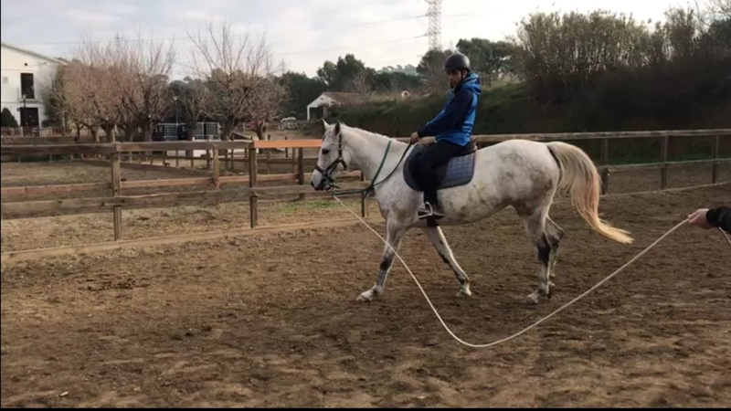 Yegua pura raza árabe  - Caballos Árabes
