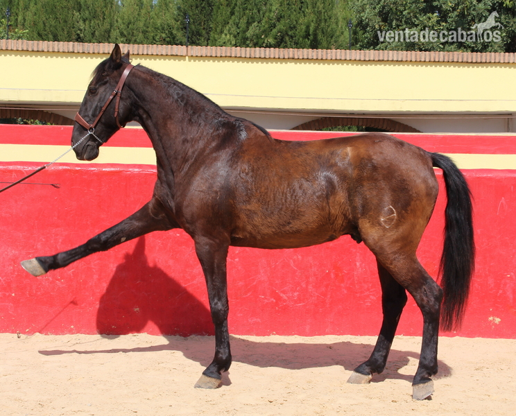 Beautiful PRE gelding with Spanish crotch in 