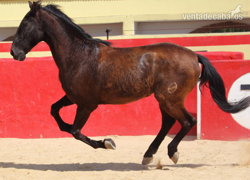 Beautiful PRE gelding with Spanish crotch - Caballos Pura Raza Española (P.R.E.) in 