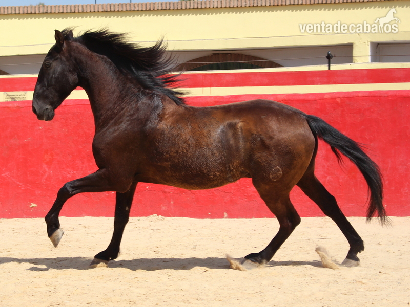 Beautiful PRE gelding with Spanish crotch - Caballos Pura Raza Española (P.R.E.)
