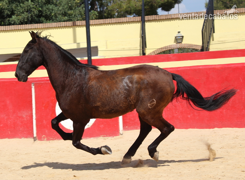 Beautiful PRE gelding with Spanish crotch 