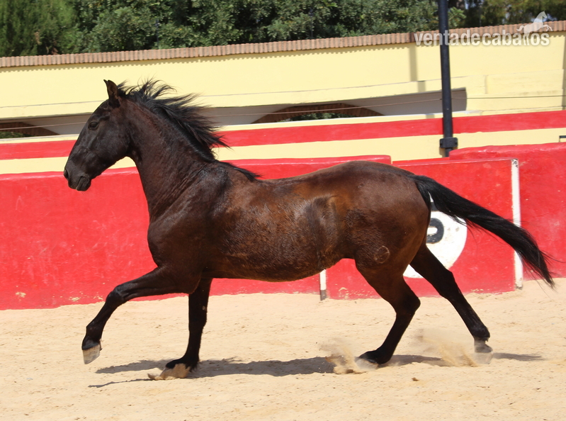 Caballos Pura Raza Española (P.R.E.) - ﻿Beautiful PRE gelding with Spanish crotch in 
