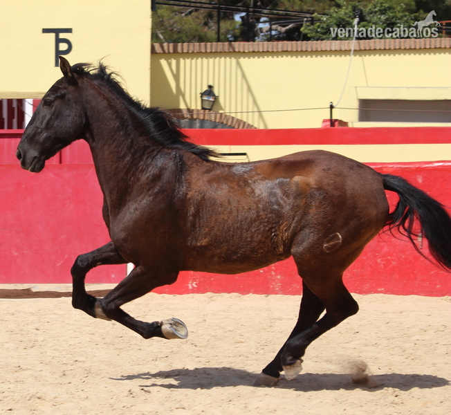 Caballos Pura Raza Española (P.R.E.) - ﻿Beautiful PRE gelding with Spanish crotch