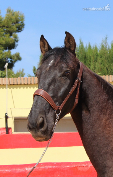Caballos Pura Raza Española (P.R.E.) PRE - ﻿Beautiful PRE gelding with Spanish crotch