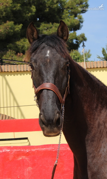 Beautiful PRE gelding with Spanish crotch - Caballos Pura Raza Española (P.R.E.) PRE