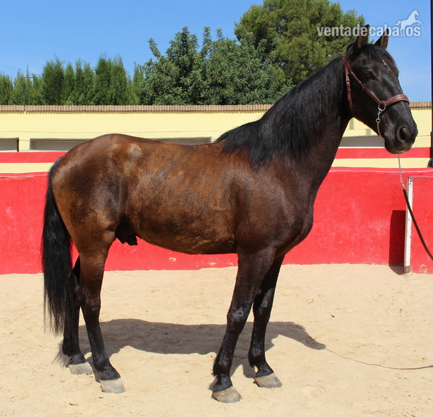 Beautiful PRE gelding with Spanish crotch - PRE