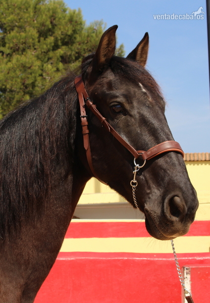 Beautiful PRE gelding with Spanish crotch - Caballos Pura Raza Española (P.R.E.)