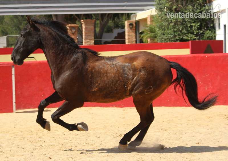 Beautiful PRE gelding with Spanish crotch