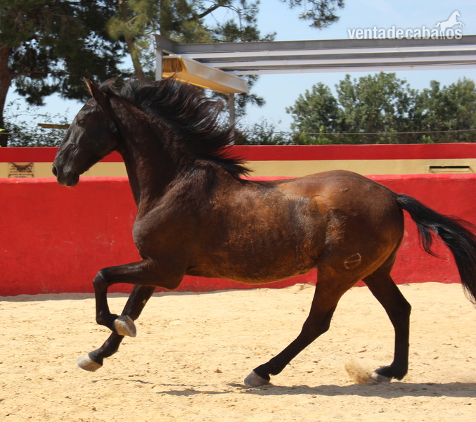  ﻿Beautiful PRE gelding with Spanish crotch