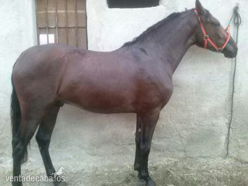 POTRO PRE 3 AÑOS in 