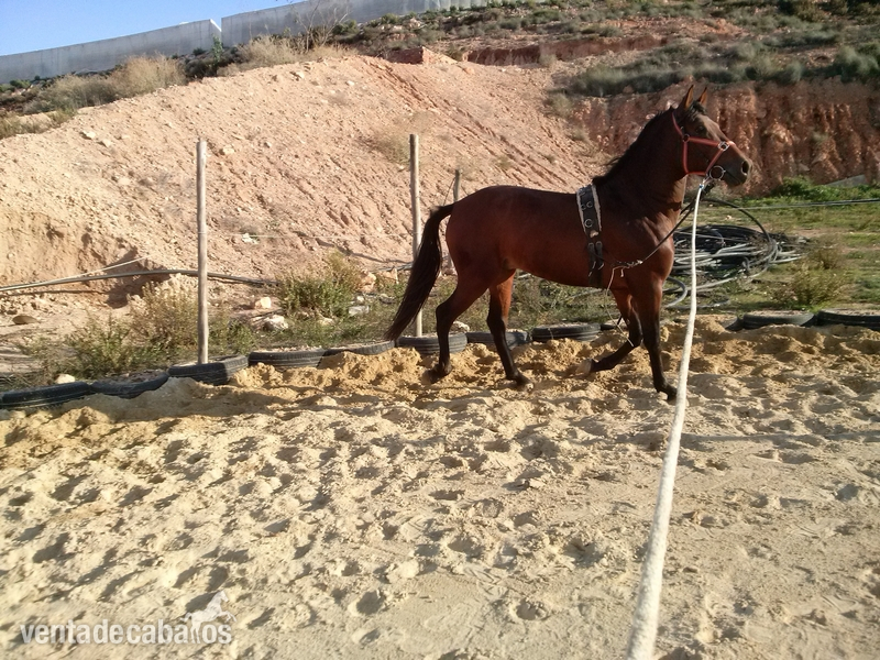 Caballos Pura Raza Española (P.R.E.) Pura Raza Española - POTRO PRE 3 AÑOS