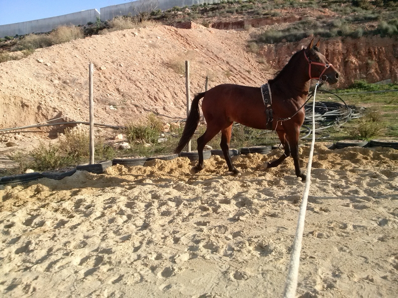Caballos Pura Raza Española (P.R.E.) Pura Raza Española - POTRO PRE 3 AÑOS