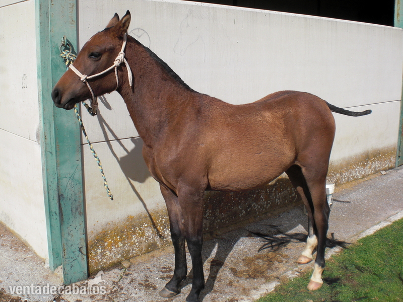 Hispano-Arabe