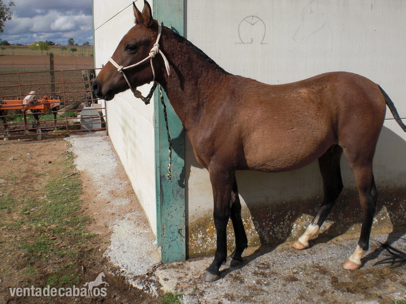 Hispano-Arabe {TYPE}