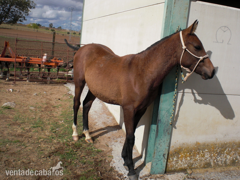 Caballo Hispano Árabe Hispano-Arabe - Potro Hispano Arabe 50%