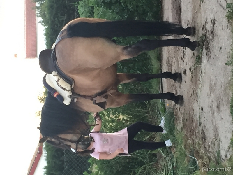 Caballo Portugués bayo in 