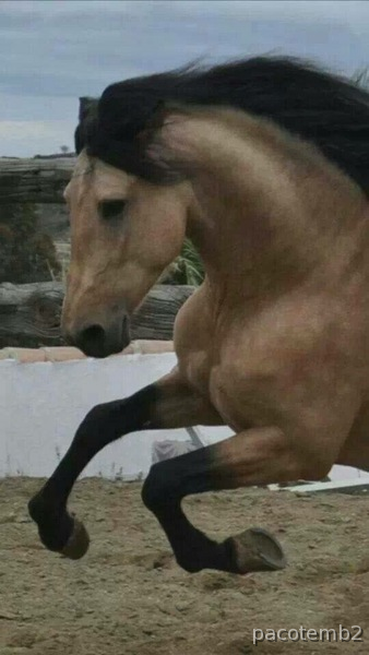Caballos Enteros Portugués  - Caballo Portugués bayo