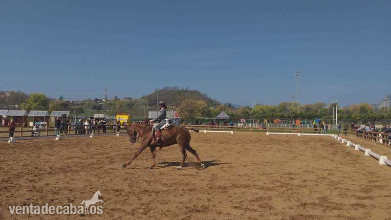 Caballos Árabes Anglo-árabe - Valentia y Nobleza