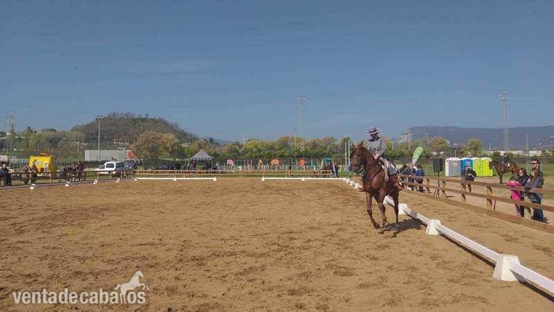 Valentia y Nobleza - Caballos Árabes Anglo-árabe