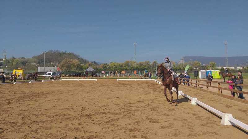 Valentia y Nobleza - Caballos Árabes Anglo-árabe