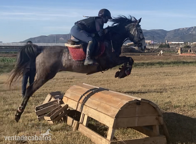 Poni "D" Deportivo 6 años in 