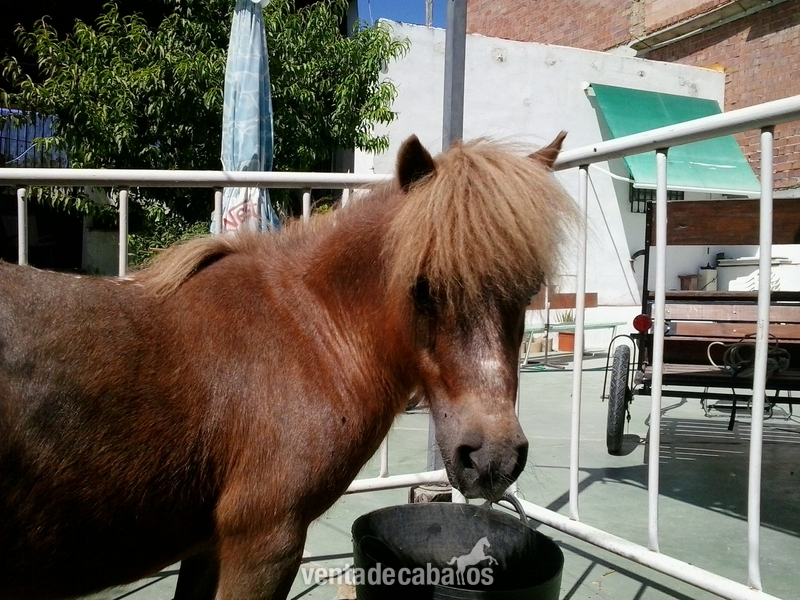 Venta de pony con carruaje y guarnición in 