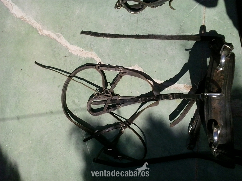 Venta de pony con carruaje y guarnición 