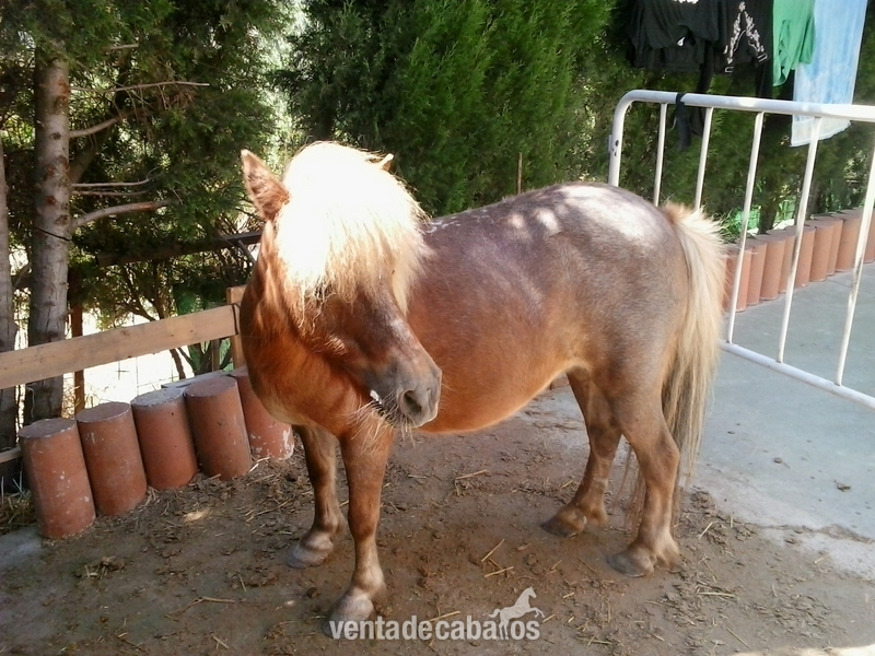 Andaluz {TYPE}