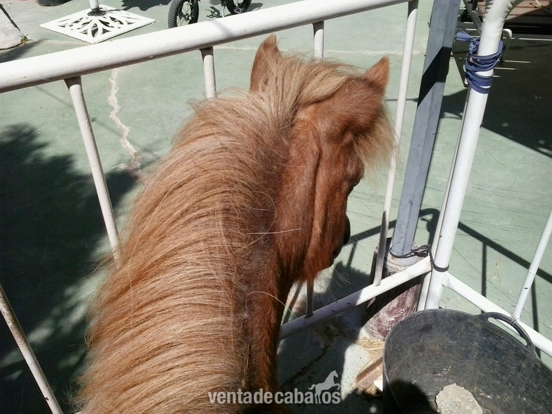Ponis Miniatura Andaluz - Venta de pony con carruaje y guarnición