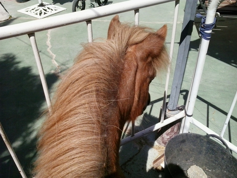 Ponis Miniatura Andaluz - Venta de pony con carruaje y guarnición