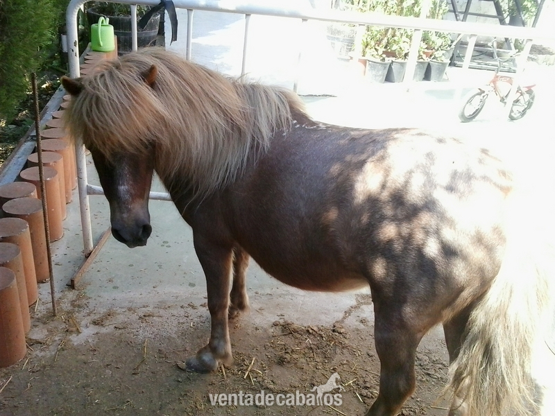 Venta de pony con carruaje y guarnición - Ponis Miniatura Andaluz