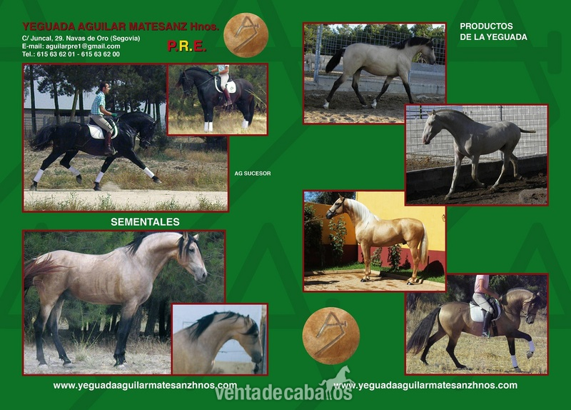 PRE EN CAPAS DILUIDAS in 