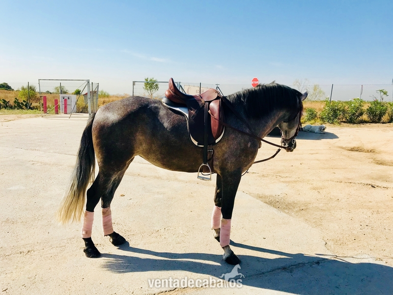Hispano-Arabe {TYPE}