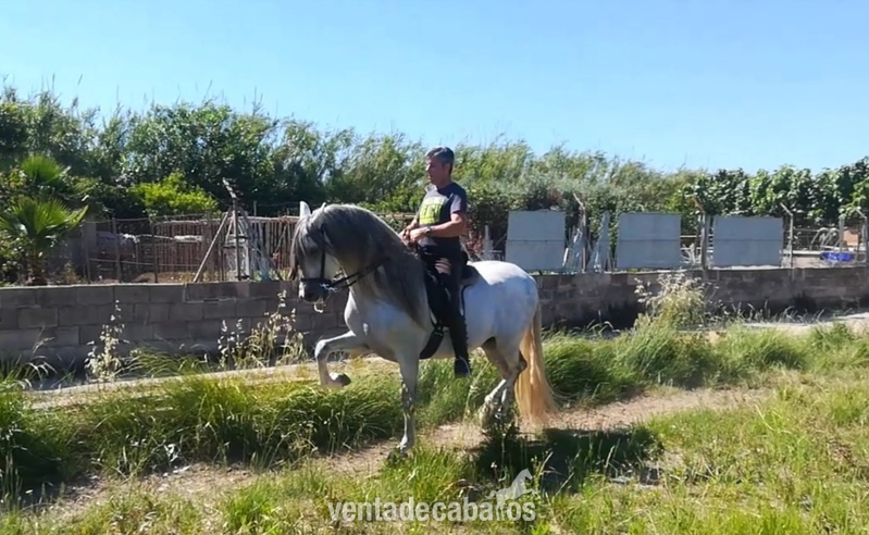 Caballo domado en venta in 