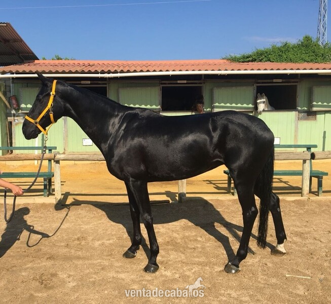 Hannoveriana {TYPE}