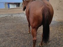 Yegua Paint Horse 
