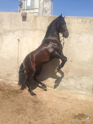 POTRO PRE 3 AÑOS in 